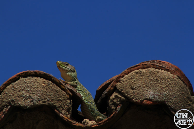 UN4RT imaginarium – green lizard perched alertly between curved terracotta roof tiles against a deep blue sky, dark minimalist Mediterranean wildlife nature photography.