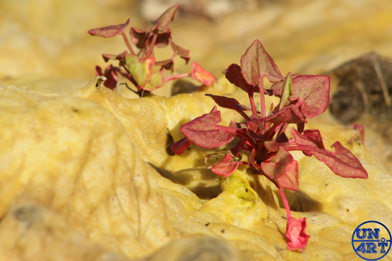 UN4RT imaginarium – tiny cluster of deep crimson red seedling sprouts with pointed leaves growing from crinkled dry yellow algeas on rocky ground, dark minimalist botanical macro nature photography.