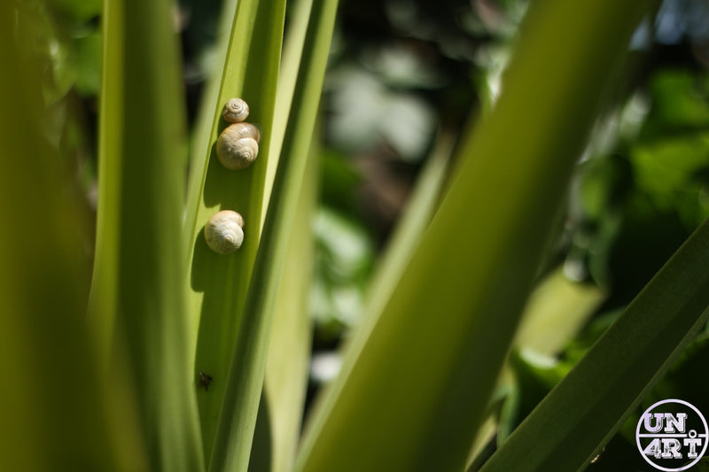 UN4RT imaginarium – three small pale spiral snail shells clinging side by side to a tall green yucca leaf stem in bright dappled sunlight with a soft blurred garden background, dark intimate nature macro photography.