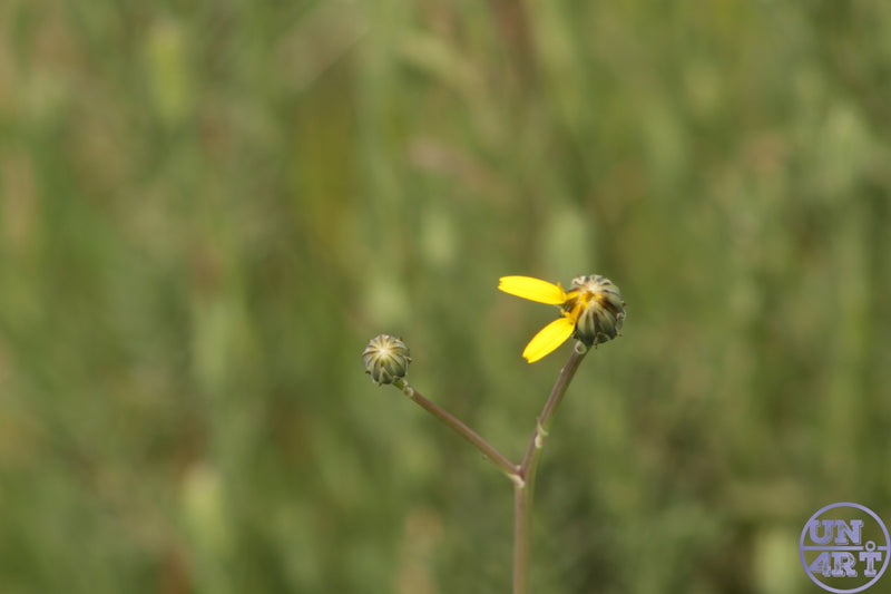 UN4RT imaginarium – delicate wild yellow daisy flower with sparse petals just beginning to open beside a tight spherical green bud on a slender brown stem with soft blurred green meadow bokeh background, dark minimalist botanical nature macro photography.