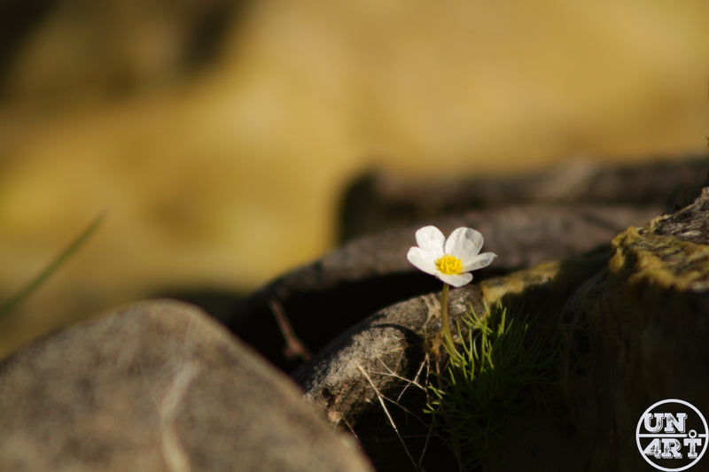 UN4RT imaginarium – extreme macro close-up of a single tiny white wildflower with five rounded petals and a vivid yellow centre growing alone from a tuft of bright green moss between weathered grey stones with a soft warm amber and golden bokeh background, dark minimalist resilience nature macro photography.
