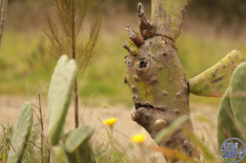 UN4RT imaginarium – close-up outdoor photograph of the weathered grey-green knobbly trunk of a prickly pear cactus with a natural dark hollow eye socket knot and branching nubs resembling a crude animal face, flanked by flat green prickly pear pads and small yellow wildflowers in a dry sandy scrubland, dark pareidolia nature found sculpture documentary photography.