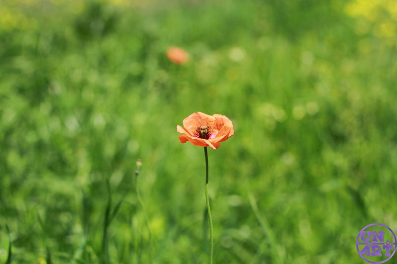 UN4RT imaginarium – close-up nature photograph of a single delicate orange poppy flower on a slender green stem standing alone in the foreground against a soft lush green meadow bokeh background with a second partially open orange bud visible mid-distance under bright natural daylight, dark minimalist wildflower solitude nature documentary photography.