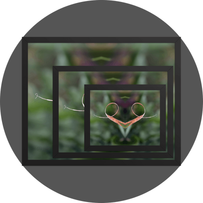 un4rt - the image shows 3 different sizes of the same photographie on top of each other. large size in the back, medium size in the middle and small size on top. the photographie is doubled and then mirrored to create the final image. the image shows a dried blade of grass that has curled up twice. the background is blurry and colored in various tones of green and a bit of purple.