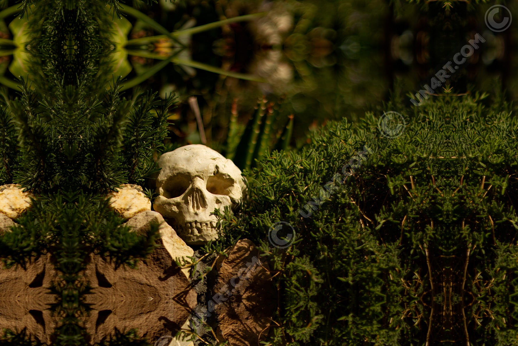 un4rt - a mirror-framed photographie of a skull on top of a stone wall. the skull is surrounded by plants with very small leaves. blurry background.