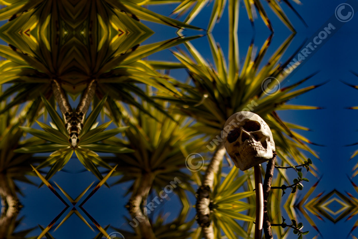 un4rt - a mirror-framed photographie of a skull on a stick. various yucca trees with a lot of leaves in the background and a blue sky.