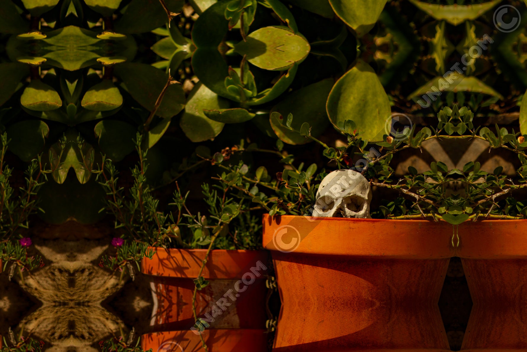 un4rt - a mirror-framed photographie of a tiny skull looking out of a flower pot. plants with small and big green leaves around the skull.