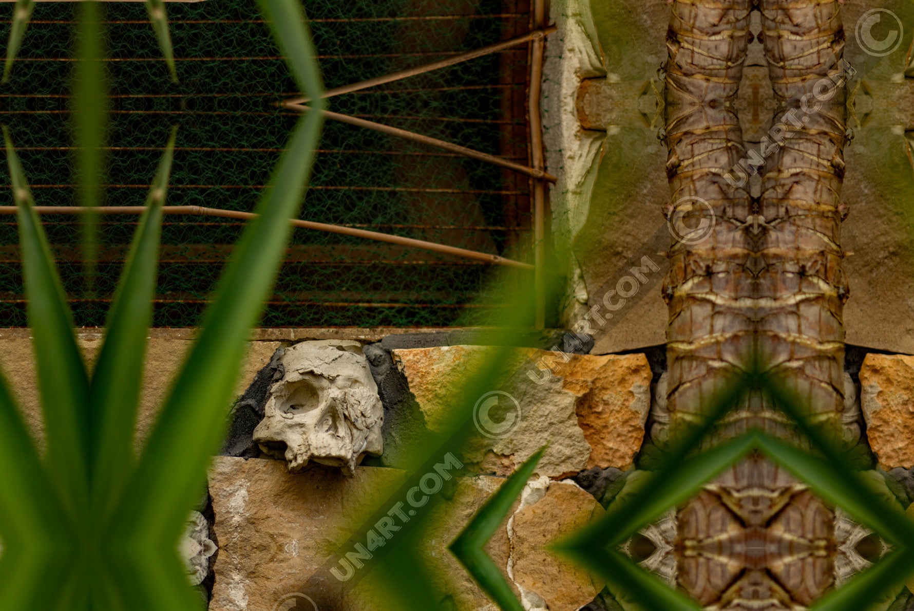 un4rt - a mirror-framed photographie of a tiny and destructed skull inside a stone wall. there is a window above the skull and a trunk of a yucca tree next to it. some yucca leaves are covering the scene.