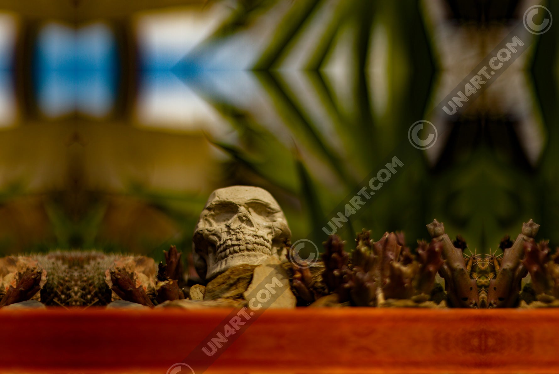 un4rt - a mirror-framed photographie of a tiny skull inside a flower pot surrounded by small cactuses. the background is very blurry.