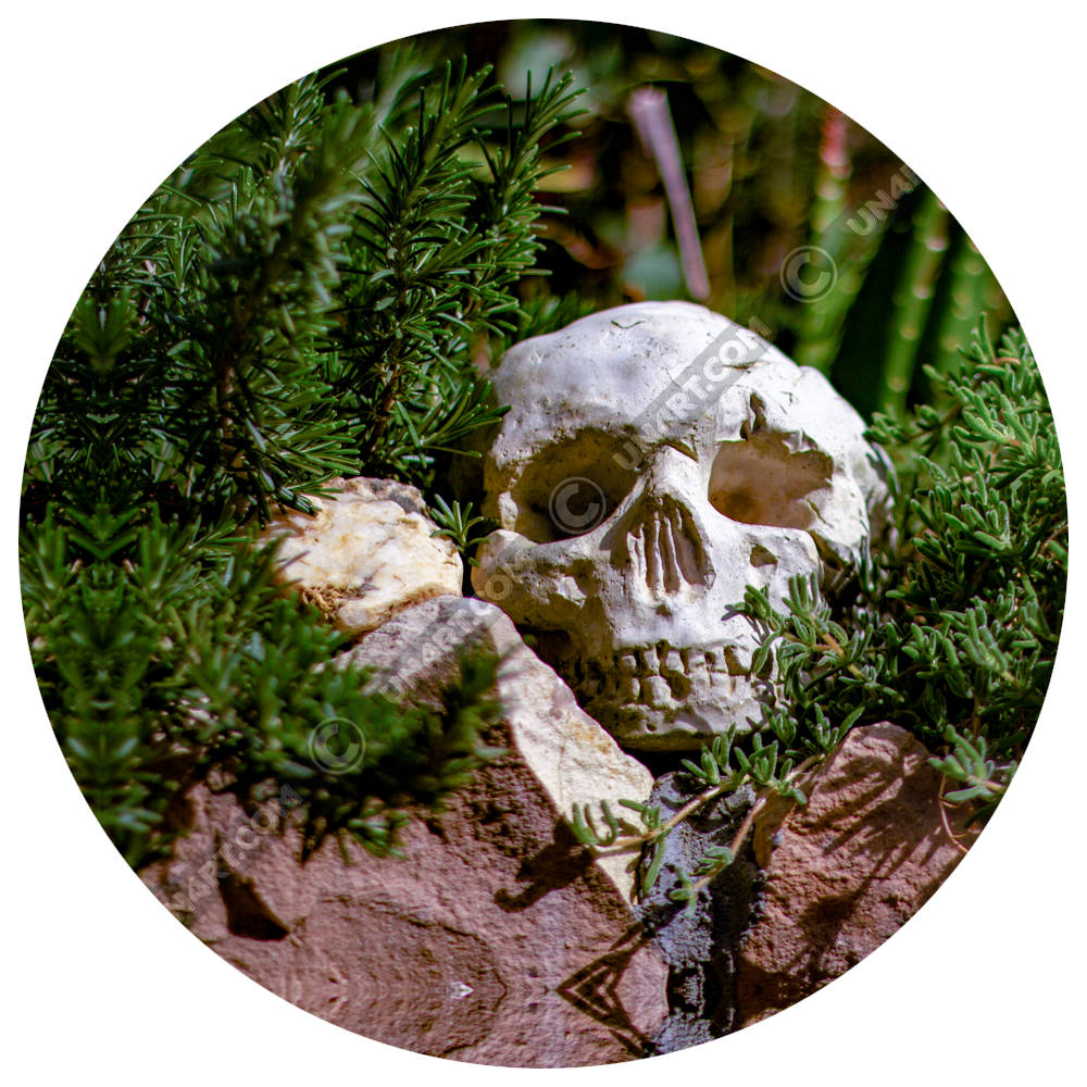 unart - morbid gartening gallery title image with a skull on a stone wall surrounded by plants.
