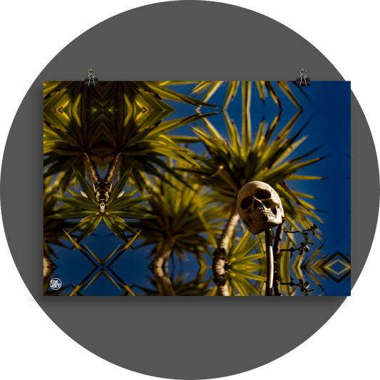un4rt - a mirror-framed photographie of a skull on a stick. various yucca trees with a lot of leaves in the background and a blue sky.