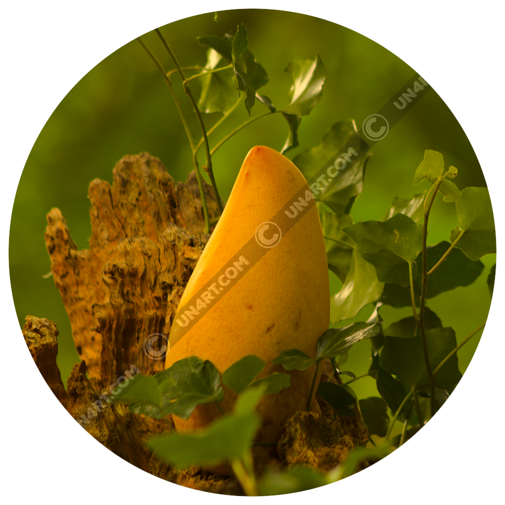 un4rt - titel image of the gallery "r4re fruit observ4tions" showing a mango on a rotten tree trunk surrounded by ivy. green unfocused background.