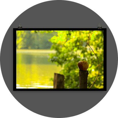 un4rt - photographie of a red and yellow apple on a cutted tree trunk in font of a lake. another tree trunk next to it. the apple shows traces of a worm under its skin. the surface of the lake is unfocused. leaves  of a tree behind the apple.