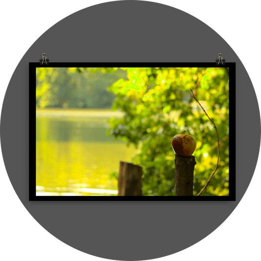 un4rt - photographie of a red and yellow apple on a cutted tree trunk in font of a lake. another tree trunk next to it. the apple shows traces of a worm under its skin. the surface of the lake is unfocused. leaves  of a tree behind the apple.