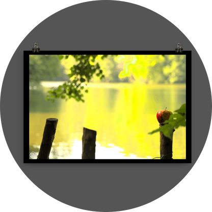 un4rt - photographie of a red and yellow apple on a cutted tree trunk in font of a lake. two more tree trunks next to it. the apple shows traces of a worm under its skin. the surface of the lake is unfocused. leaves  of a tree behind and in front of the apple.