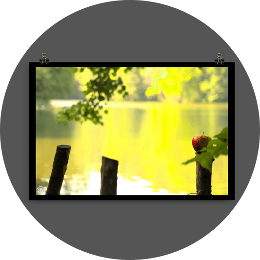 un4rt - photographie of a red and yellow apple on a cutted tree trunk in font of a lake. two more tree trunks next to it. the apple shows traces of a worm under its skin. the surface of the lake is unfocused. leaves  of a tree behind and in front of the apple.