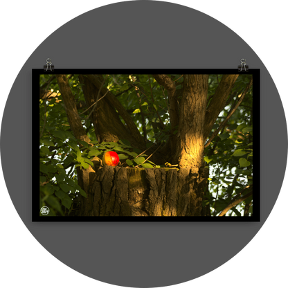 un4rt - photographie of a red and yellow apple on a cutted tree trunk. the trunk has new sprouts. the sprouts are full of leaves.