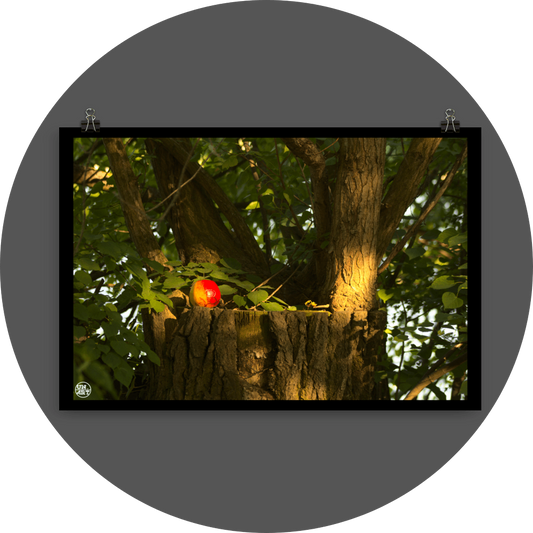 un4rt - photographie of a red and yellow apple on a cutted tree trunk. the trunk has new sprouts. the sprouts are full of leaves.
