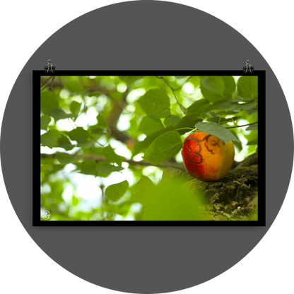 un4rt - photographie of a red and yellow apple on a tree trunk. the apple shows traces of a worm under its skin. the trunk has new sprouts. the sprouts are full of leaves. the leaves are all around. bookeh, blurry background.