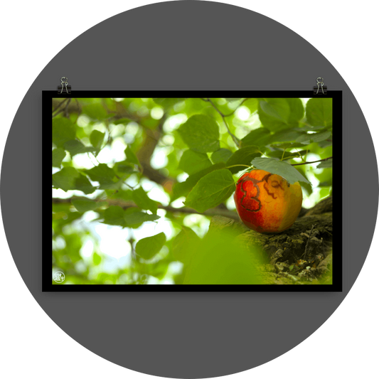 un4rt - photographie of a red and yellow apple on a tree trunk. the apple shows traces of a worm under its skin. the trunk has new sprouts. the sprouts are full of leaves. the leaves are all around. bookeh, blurry background.