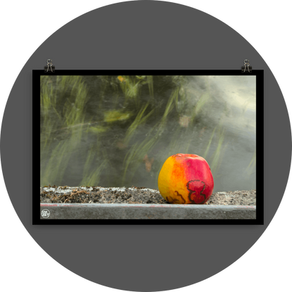 un4rt - photographie of a red and yellow apple on a concrete edge. the apple shows traces of a worm under its skin. moss on the concrete. water with seaweed in the backround. the sun is reflecting on the surface of the water.