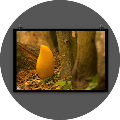 un4rt - photographie of a yellow mango in a forest. the mango is placed on the ground surrounded with tree trunks. ivy and old brown leaves on the ground.