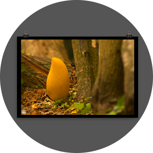 un4rt - photographie of a yellow mango in a forest. the mango is placed on the ground surrounded with tree trunks. ivy and old brown leaves on the ground.