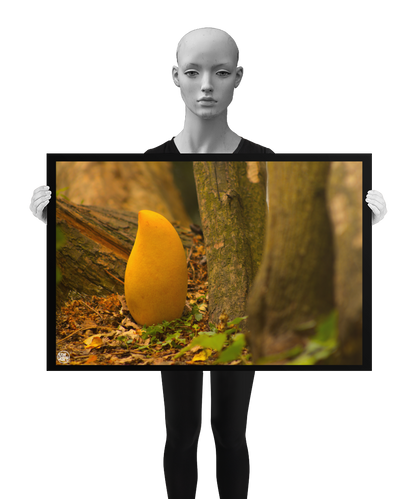 un4rt - photographie of a yellow mango in a forest. the mango is placed on the ground surrounded with tree trunks. ivy and old brown leaves on the ground. the poster is presented by a mannequin in black and white.