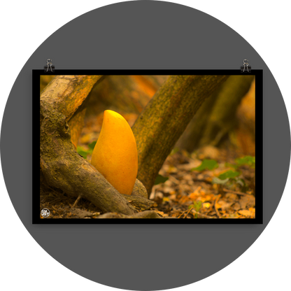 un4rt - photographie of a yellow mango in a forest. the mango is placed on the ground surrounded by tree trunks and positioned between some roots. ivy and old brown leaves on the ground.