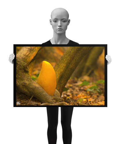 un4rt - photographie of a yellow mango in a forest. the mango is placed on the ground surrounded by tree trunks and positioned between some roots. ivy and old brown leaves on the ground. the poster is presented by a mannequin in black and white.