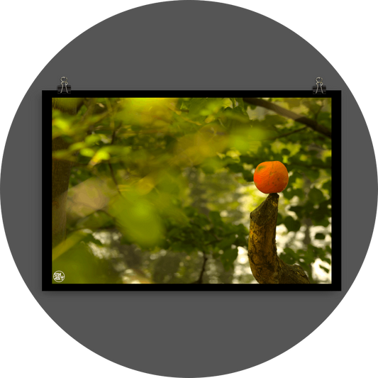 un4rt - photographie of an orange inside a forest. the orange is placed on the tip of a cut branch. unsharp backround with green leaves and branches. bookeh. lightbeams.