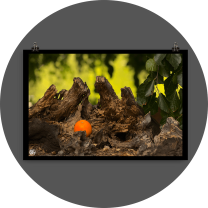 un4rt - photographie of an orange inside a forest. the orange is placed on top of a rotten tree trunk. some leaves in the foreground. blurry backround with hanging leaves.