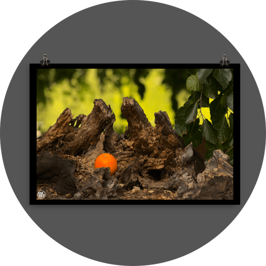 un4rt - photographie of an orange inside a forest. the orange is placed on top of a rotten tree trunk. some leaves in the foreground. blurry backround with hanging leaves.