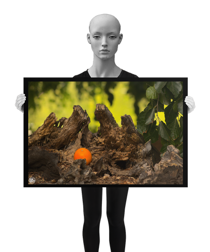un4rt - photographie of an orange inside a forest. the orange is placed on top of a rotten tree trunk. some leaves in the foreground. blurry backround with hanging leaves. the image is shown by a mannequin in black and white.