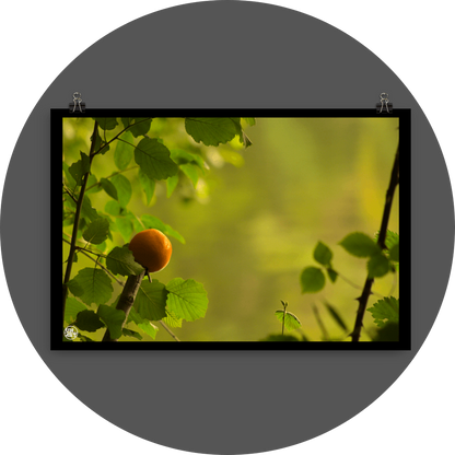 un4rt - photographie of an orange on top of a cutted branch. some small branches with leaves around the orange. blurry background showing the surface of a lake, reflecting the green colors of a forest.
