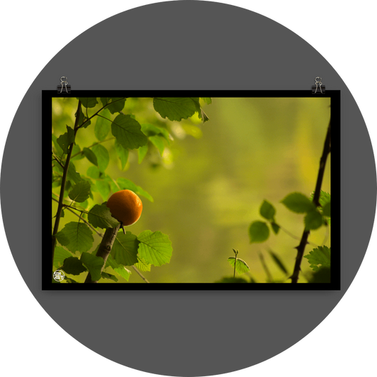 un4rt - photographie of an orange on top of a cutted branch. some small branches with leaves around the orange. blurry background showing the surface of a lake, reflecting the green colors of a forest.