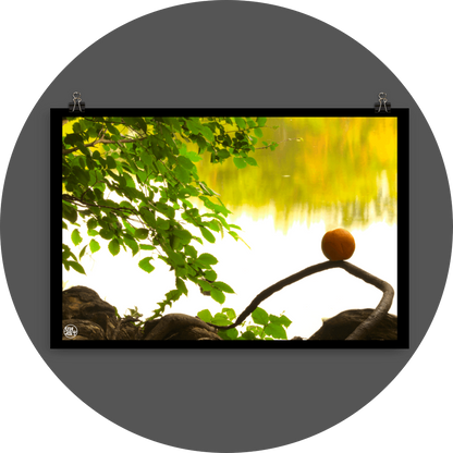 un4rt - photographie of an orange placed on an aerial root that meanders in the direction of a lake. a branch with leaves next to the orange. the background shows the surface of a lake with the reflection of a forest.