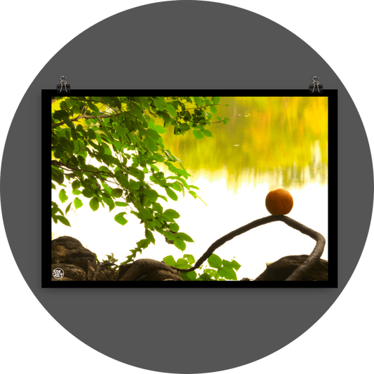 un4rt - photographie of an orange placed on an aerial root that meanders in the direction of a lake. a branch with leaves next to the orange. the background shows the surface of a lake with the reflection of a forest.