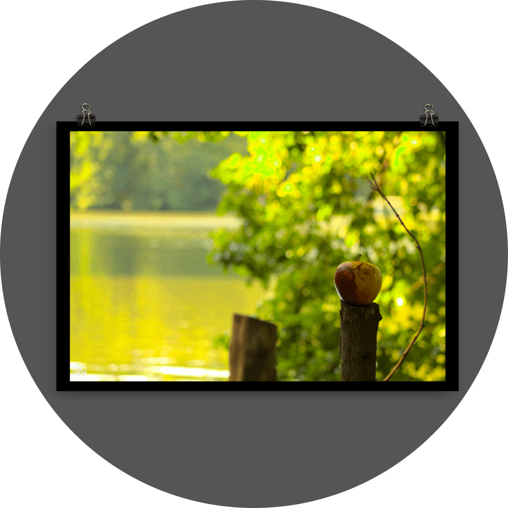 un4rt - photographie of a red and yellow apple on a cutted tree trunk in font of a lake. another tree trunk next to it. the apple shows traces of a worm under its skin. the surface of the lake is unfocused. leaves  of a tree behind the apple.