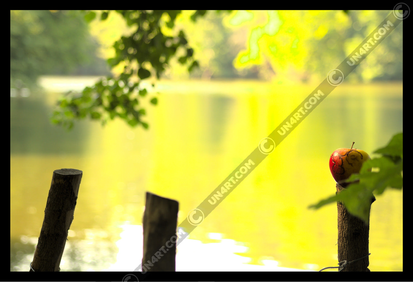 un4rt - photographie of a red and yellow apple on a cutted tree trunk in font of a lake. two more tree trunks next to it. the apple shows traces of a worm under its skin. the surface of the lake is unfocused. leaves  of a tree behind and in front of the apple.