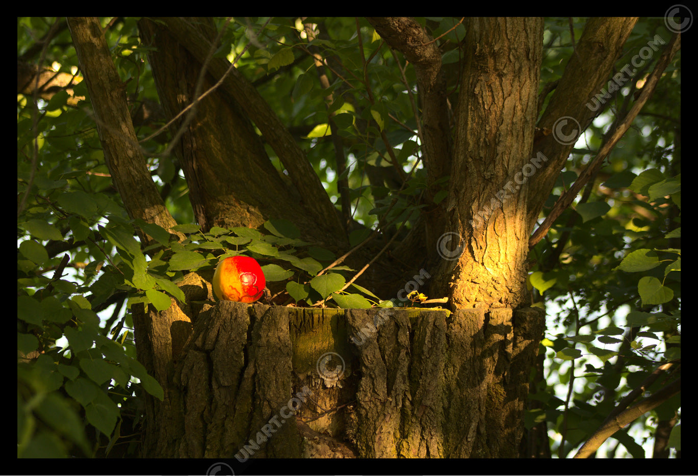 un4rt - photographie of a red and yellow apple on a cutted tree trunk. the trunk has new sprouts. the sprouts are full of leaves.