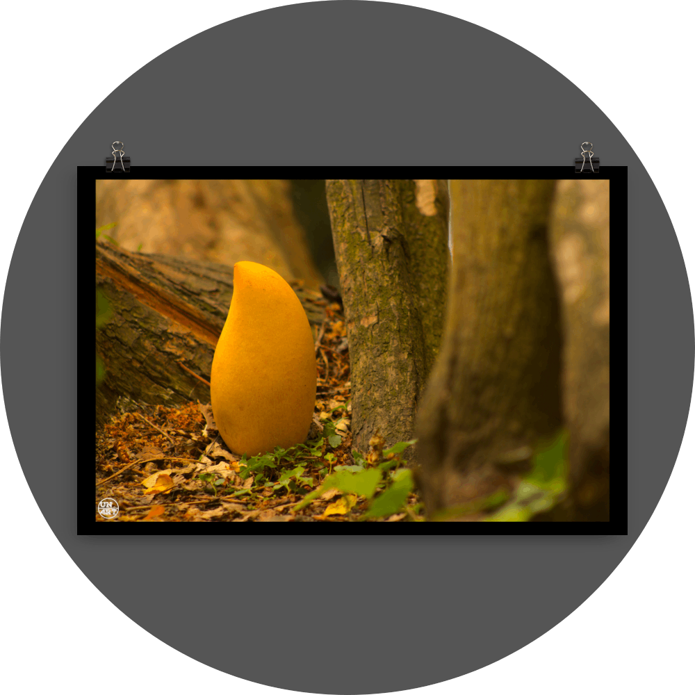 un4rt - photographie of a yellow mango in a forest. the mango is placed on the ground surrounded with tree trunks. ivy and old brown leaves on the ground.