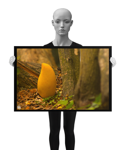 un4rt - photographie of a yellow mango in a forest. the mango is placed on the ground surrounded with tree trunks. ivy and old brown leaves on the ground. the poster is presented by a mannequin in black and white.