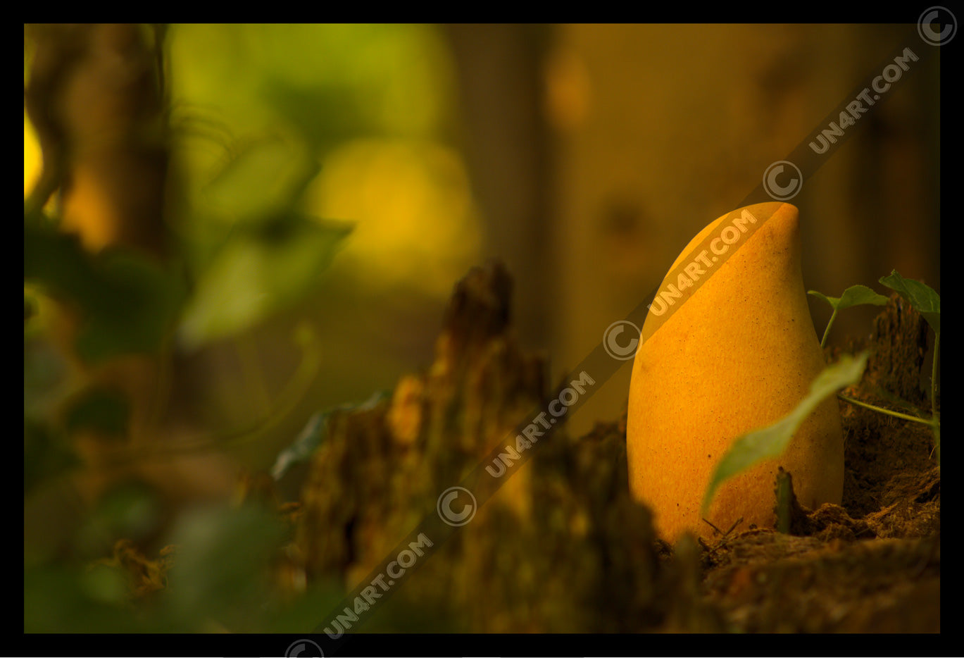 un4rt - photographie of a yellow mango in a forest. the mango is placed on top of a rotten tree trunk. some ivy around the mango. blurry and defocused background.