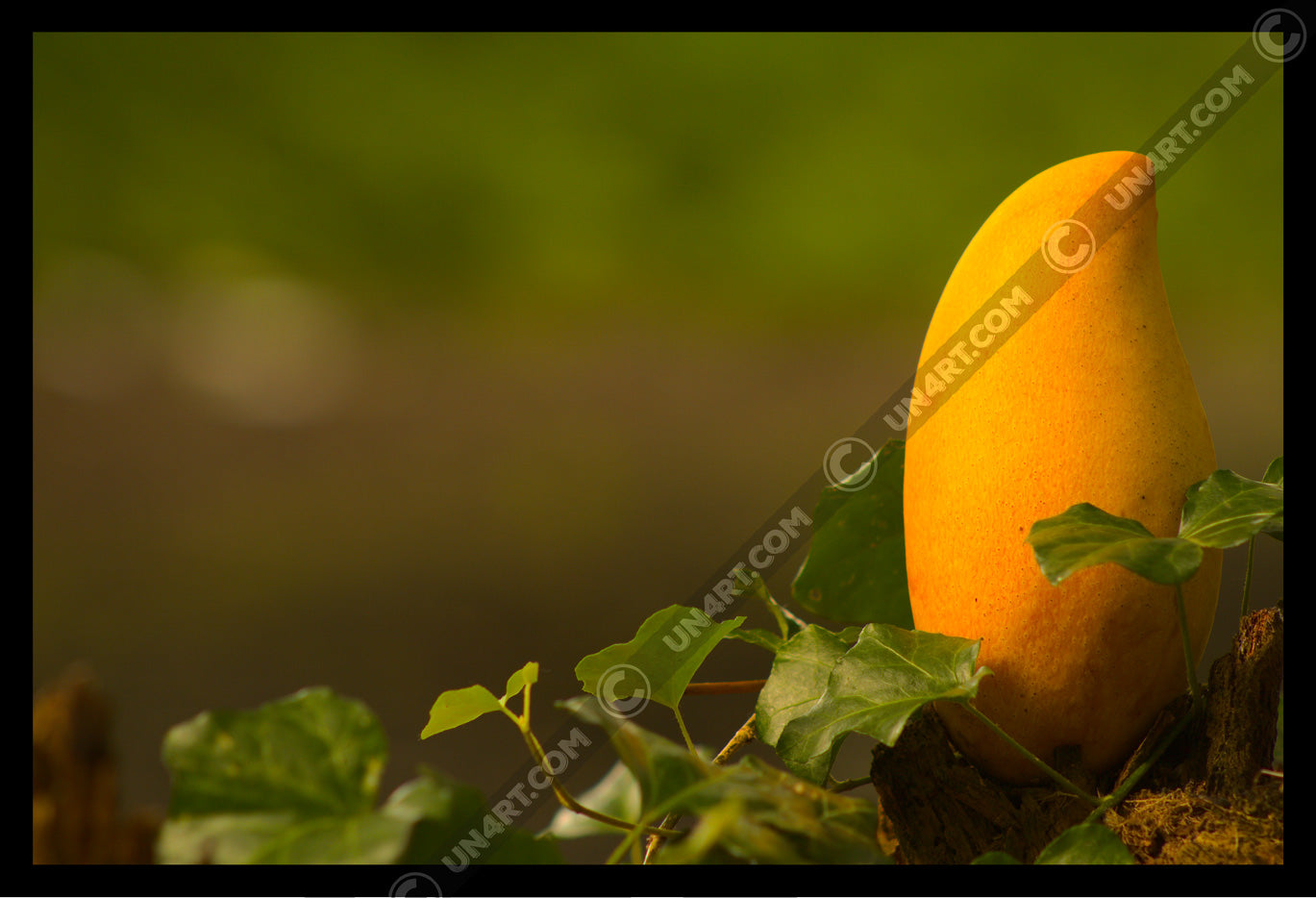 un4rt - photographie of a yellow mango in a forest. the mango is placed on top of a rotten tree trunk. some ivy around the mango. blurry and defocused background.