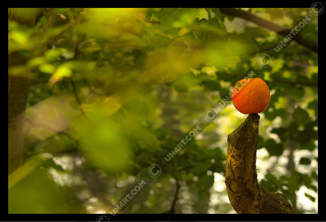un4rt - photographie of an orange inside a forest. the orange is placed on the tip of a cut branch. unsharp backround with green leaves and branches. bookeh. lightbeams.