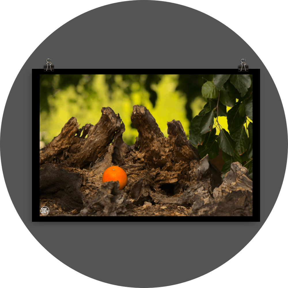 un4rt - photographie of an orange inside a forest. the orange is placed on top of a rotten tree trunk. some leaves in the foreground. blurry backround with hanging leaves.