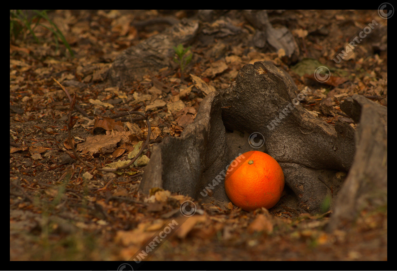 un4rt - photographie of an orange on the ground of a forest. the orange is placed between some roots. old brown leaves and small pieces of wood on the floor. blurry foreground.
