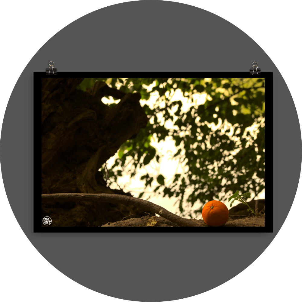 un4rt - photographie of an orange on the floor of a forest. rotting roots of a fallen tree next to the orange. unsharp background with leaves of another tree.