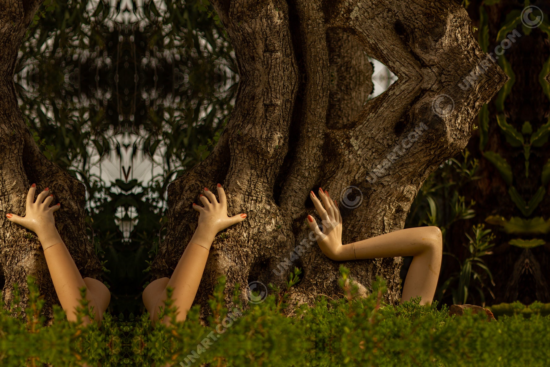 un4rt - a photographie that is mirrored on all sides. the image shows three arms coming out of the bottom of an old olive tree. the hands are touching the trunk. wild greerey in the foreground, eucalyptus leaves in the background.